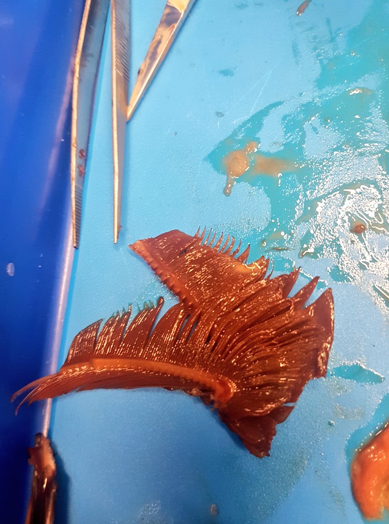 Mrs Ahmed tweet media