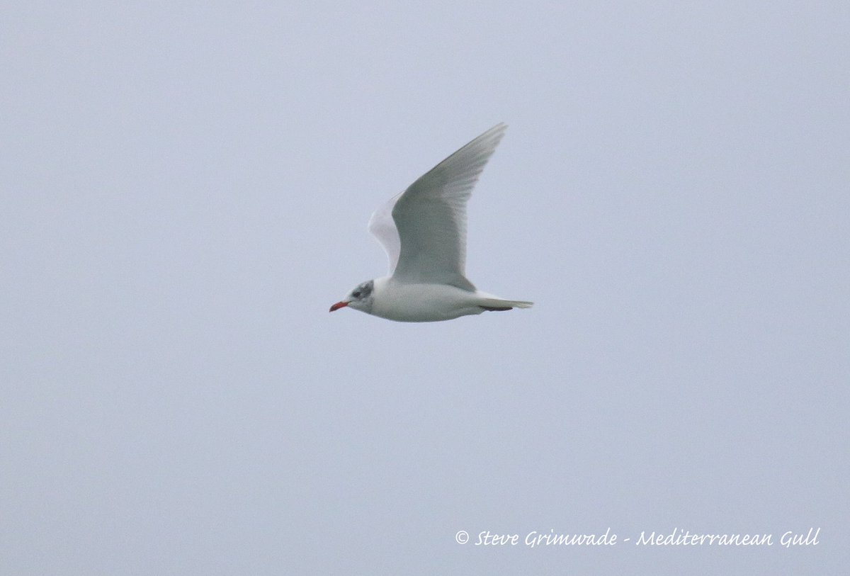 SwallowBirding's tweet photo. A few pics of some of the 9 MEDITERRANEAN GULLS we saw off West Mersea yesterday along with 3 GREAT NORTHERN DIVERS and a single SLAVONIAN GREBE during our Thames Barge Trip. @EssexBirdNews @SecretMersea @merseabirder #thamesbarges #thistle #topsailcharters https://t.co/Kwp4Lv2ZTd