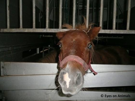 Eyes on Animals tweet media