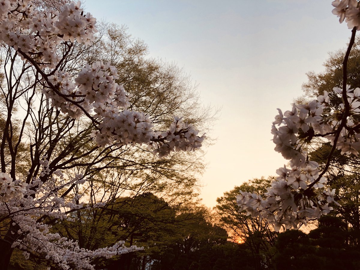 Yuya_1017's tweet photo. 桜さくら https://t.co/rsUuBnRQhD