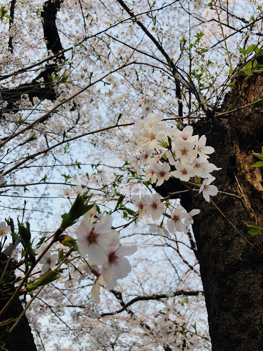 Yuya_1017's tweet photo. 桜さくら https://t.co/rsUuBnRQhD