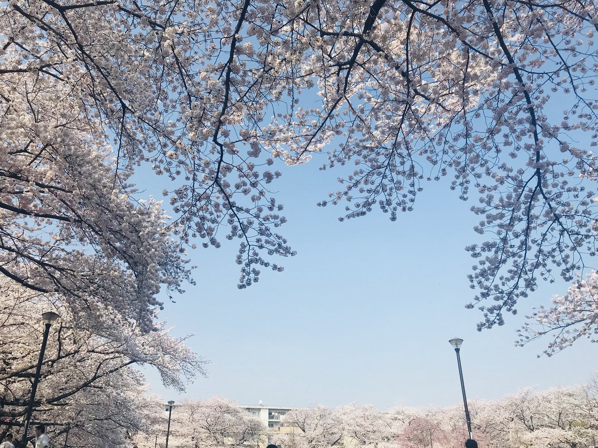 NANA_7vv's tweet photo. @akindbear 오늘도 벛꽃 https://t.co/AVQh9CWVix