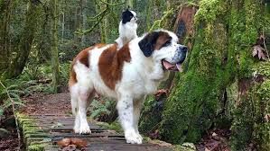 RedFernDogs's tweet image. Hitch'n a ride.

_____________⠀⠀
redferndogs.com
Follow @redferndogs⠀⠀

⠀⠀