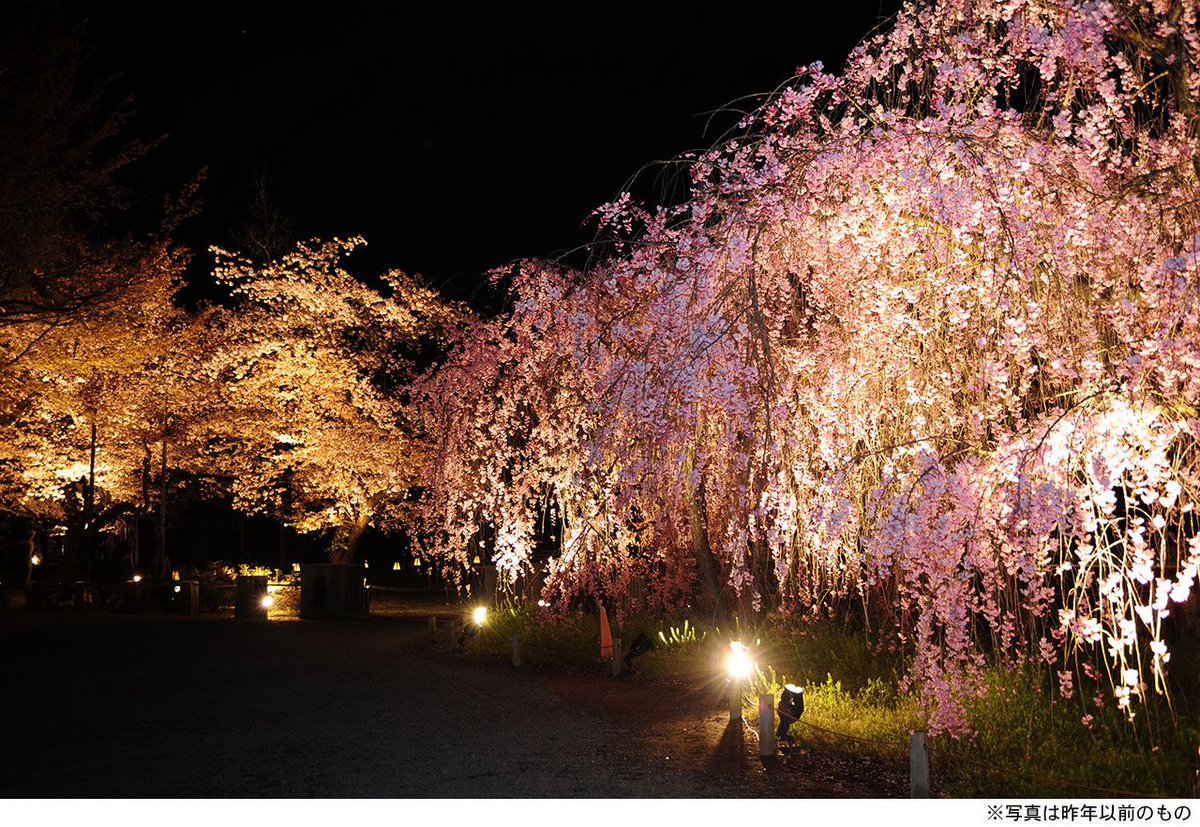 阪急電鉄 公式 Twitterren 沿線イベント 京都 二条城で桜まつり開催中 屋台が並ぶお花見広場や京都の名産品の販売 ステージイベント 夜は城内に咲き誇る山桜や里桜 八重紅枝垂桜などの桜や庭園などがライトアップ 4月15日まで イベント情報