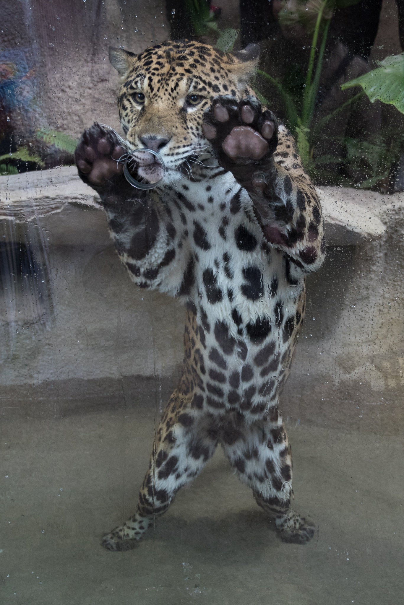 O Xrhsths みてるだけよ Sto Twitter 顔がでかくて 首が太くて 脚が短くて ちょっとずんぐりむっくりな感じする 頑丈な体をしてるのがジャガーです 那須どうぶつ王国 ジャガー