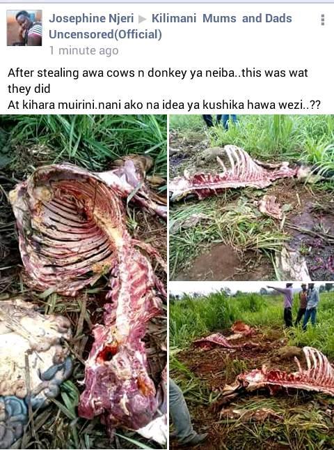 Emazao's tweet photo. #donkeywelfaredebate do we rely need to slaughter donkeys in kenya https://t.co/x2wNtzMulD