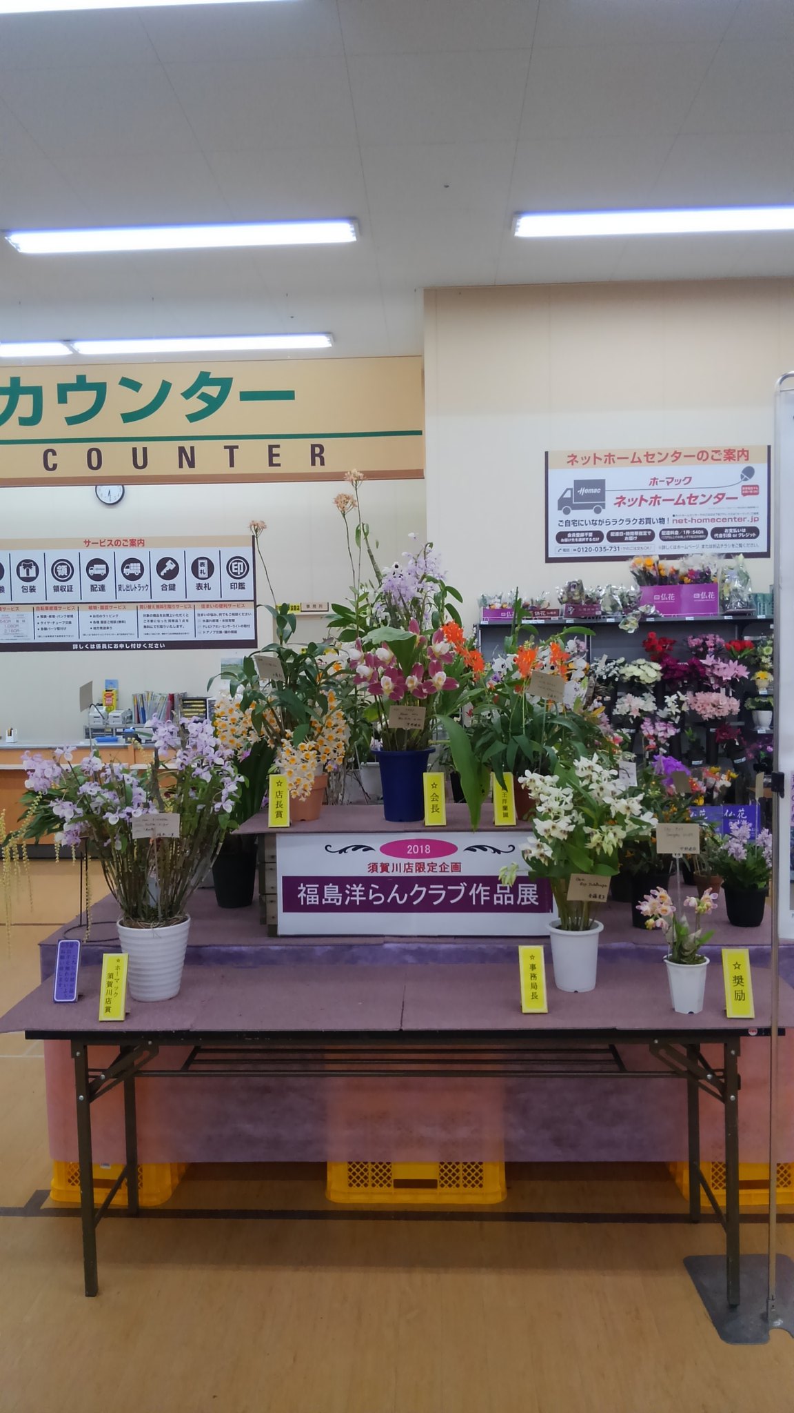 サギ河童 蔵王洋蘭園さんの販売に便乗して ホーマック須賀川店で蘭展やります 今年は80株集まりました 展示スペースもこれが限界 明日3 29 4 1まで 10時 17時まで会員の栽培相談コーナーもあります 洋ラン 洋蘭 洋らん Orchid