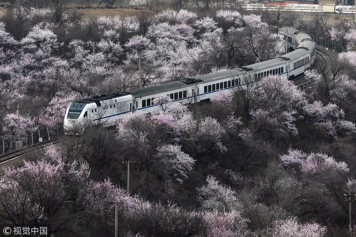PDChina's tweet photo. Sea of flowers: A train runs through a field of wild peach blossoms at the Juyongguan Pass of the Great Wall in #Beijing, capital of China, March 27, 2018. https://t.co/Gk5u0yPK9a