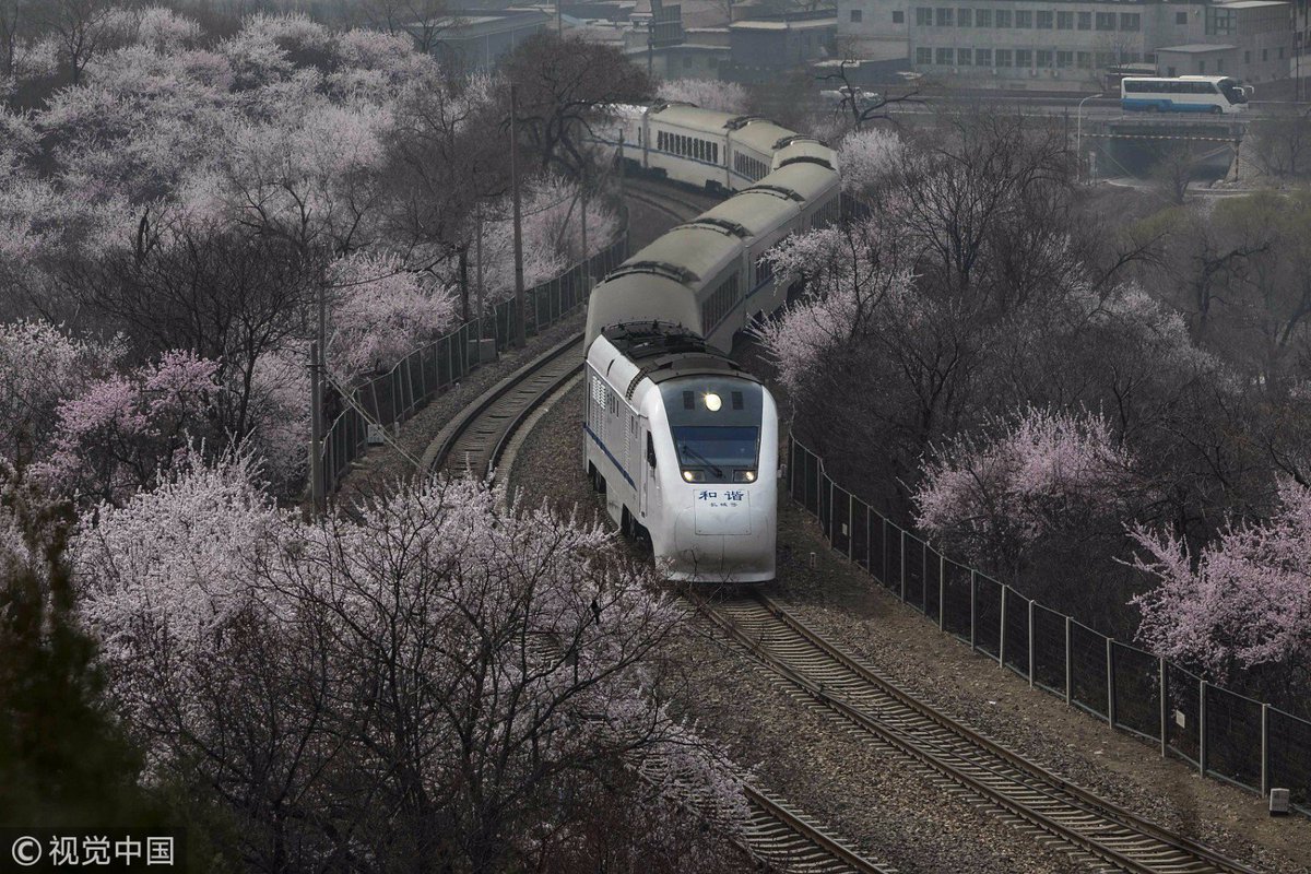 PDChina's tweet photo. Sea of flowers: A train runs through a field of wild peach blossoms at the Juyongguan Pass of the Great Wall in #Beijing, capital of China, March 27, 2018. https://t.co/Gk5u0yPK9a