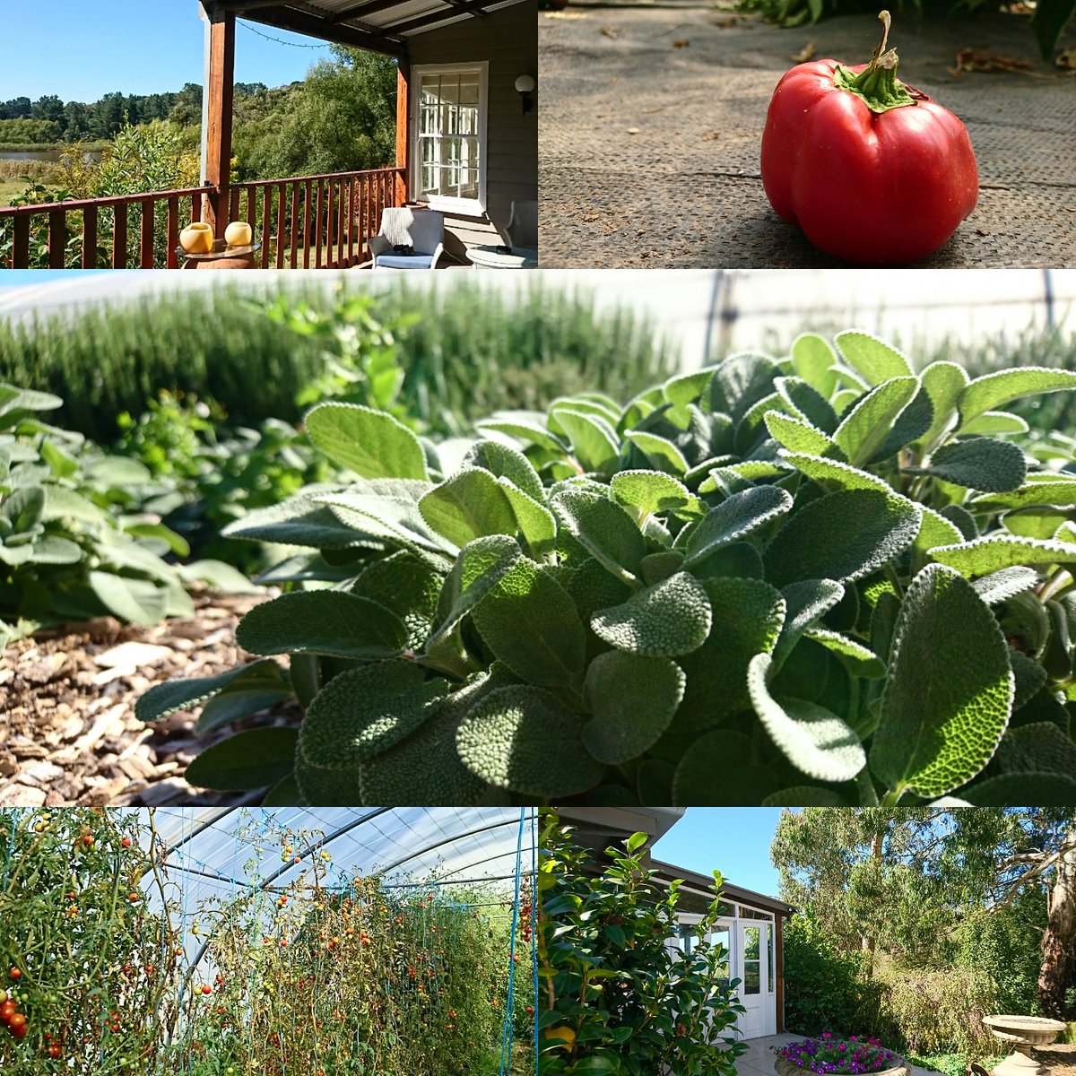 EmmaGrabham's tweet photo. Such a gorgeous peak into the activities of Kurrajong Organics this afternoon. Thanks so much for having the #womeninag to visit - we all loved you Lesley! #ctlls https://t.co/Q5U6jABB1q