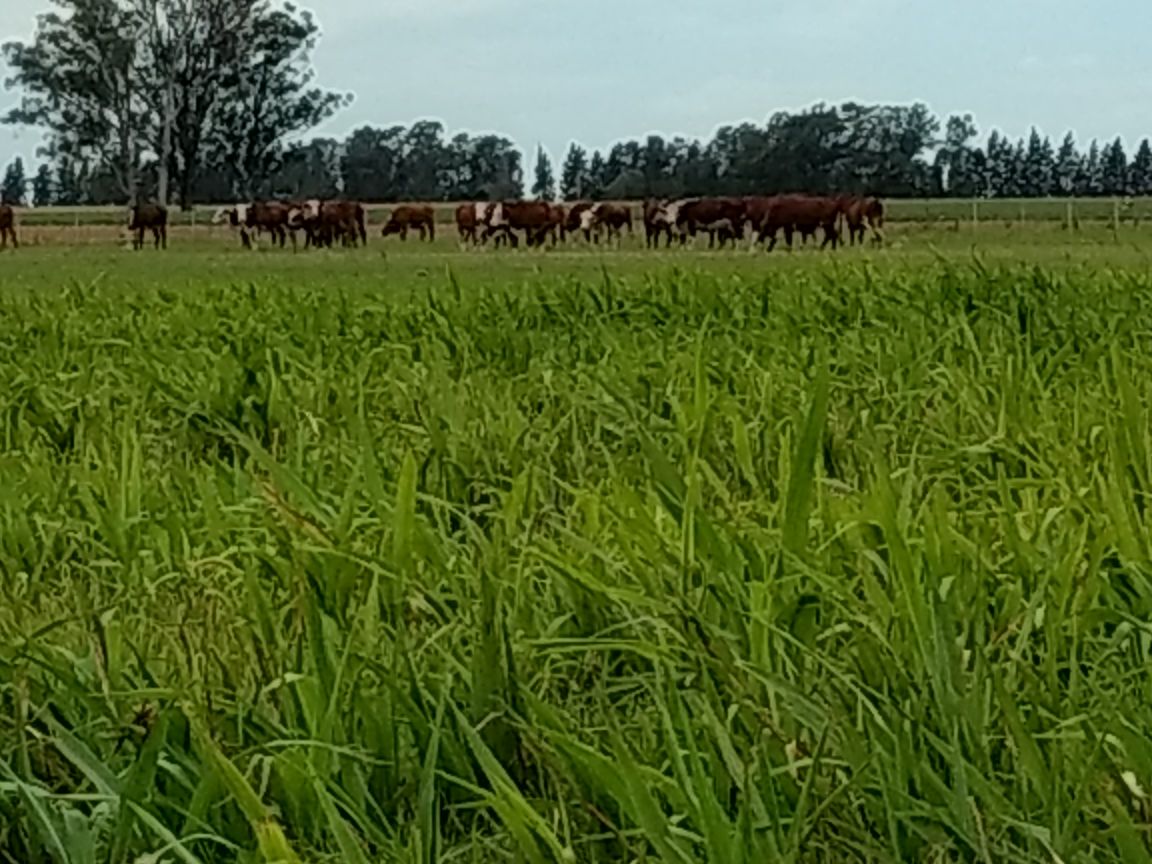 #GanaderíaAgroecológica #Agroecología
¿Qué importancia tiene la ganadería en los sistemas agroecológicos?. Soledad Roulet,becaria en agroecología te cuenta la experiencia en INTA Reconquista. 
Lee la nota completa acá: 👇
inta.gob.ar/sites/default/…