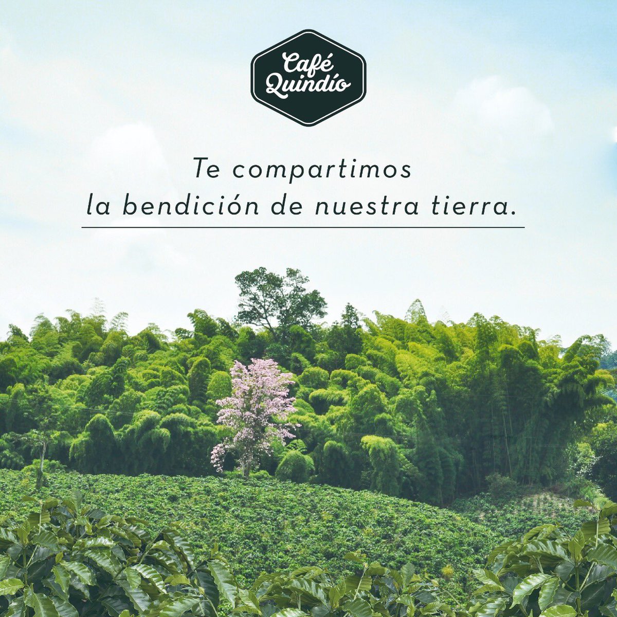 Café Quindío tweet media