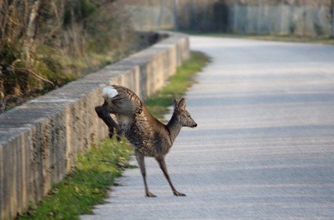 etgroupbibione's tweet photo. Anche i caprioli amano il nostro territorio 🦌

Uno spettacolo naturale lungo la foce del fiume Tagliamento dove un gruppo di circa 40 esemplari è stato fotografato mentre nuotava dalla spiaggia veneta di #Bibione verso quella friulana di #Lignano Sabbiadoro.  

[ #ETGroup ] https://t.co/eEDDvvYgq2