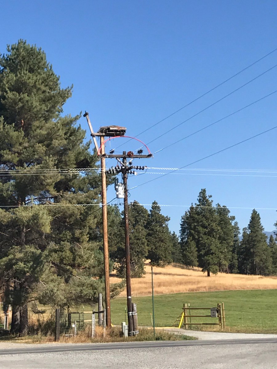 GDSassociates's tweet photo. Raptor protection may be required on power lines. HiLine can help with @USFWS rules and regulations #HiLineGuy #BaldEagles https://t.co/HULoNcXRKk