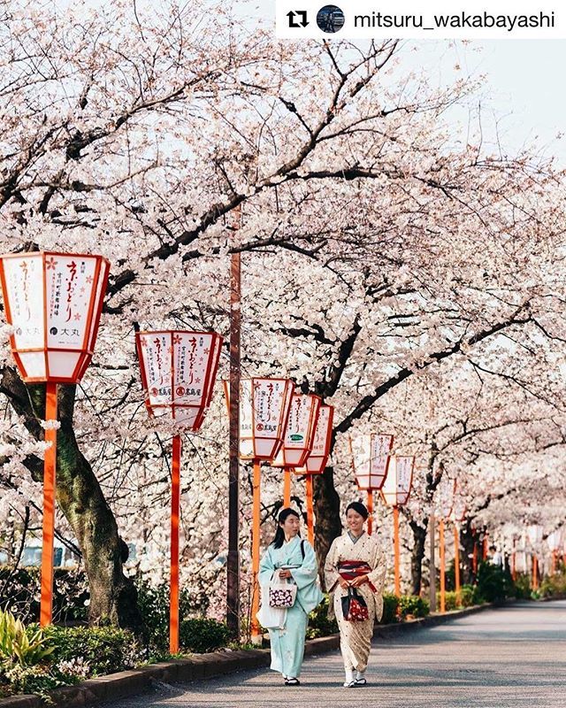 bctravelwriters's tweet photo. Guest 📷: @mitsuru_wakabayashi ・・・
Spring graces Kyoto with a profusion of Sakura blossoms 🌸
.
.
.
.
#bcatw #travelwriters #travelphotography #adventure #media #stories #kyoto #japan https://t.co/atwbaJj95S https://t.co/lR9FWOEWk5
