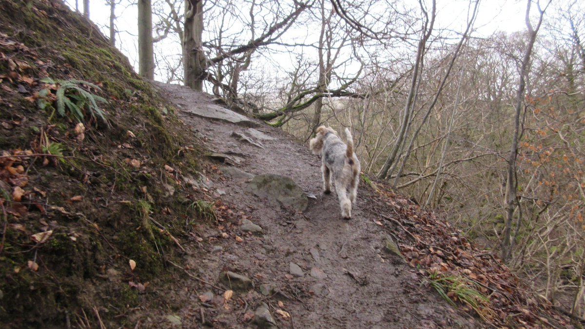 HighBleanBandB's tweet image. Took a walk around Whitfield Gill this afternoon for the first time this year, which was a bit claggy underfoot. Followed by a fine pint of @Yorkshiredalesb ale with great service @KAAskrigg Even managed to almost see Whitfield Force! Albert was a reluctant participant this today