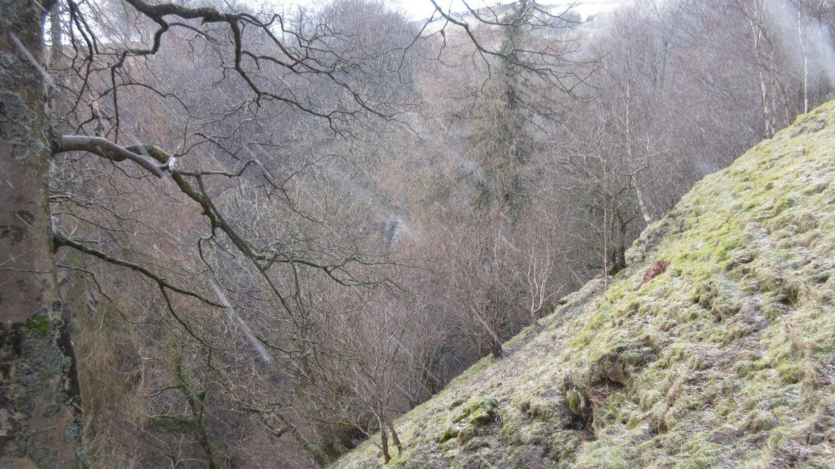 HighBleanBandB's tweet image. Took a walk around Whitfield Gill this afternoon for the first time this year, which was a bit claggy underfoot. Followed by a fine pint of @Yorkshiredalesb ale with great service @KAAskrigg Even managed to almost see Whitfield Force! Albert was a reluctant participant this today