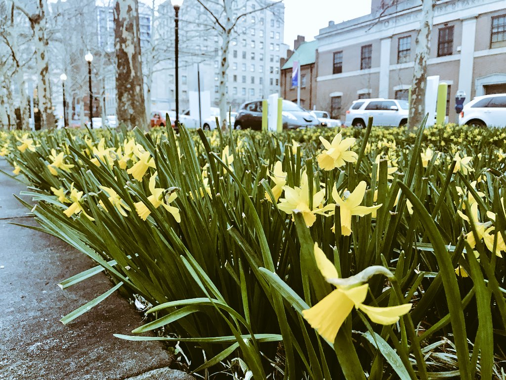 StephWoodsNews's tweet image. Daffodils 🌼 outside of #CityHall suggest that spring may eventually come to Baltimore in 2018 😑