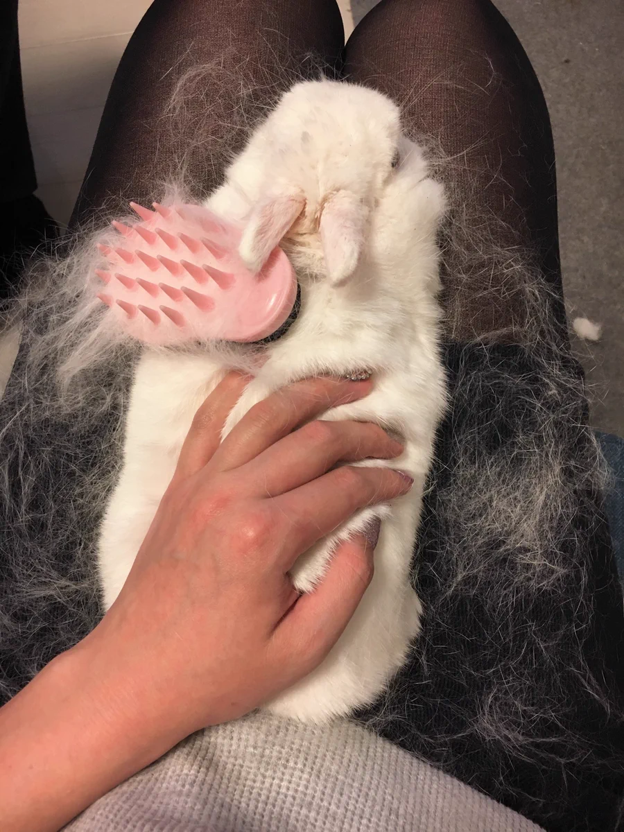 このままだと毛がなくなるwうさぎの毛をとかしていたら大量の抜け毛がw