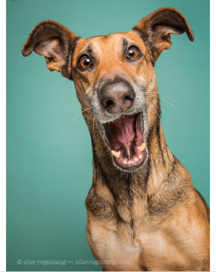 LadyFitzee's tweet image. Is the squirrel who goes in the middle of the field with no trees around #brave or #NotThinking? Omg.