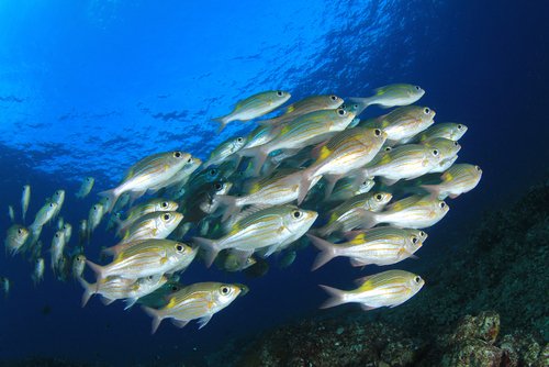 European Research Council (ERC) (@erc_research) on Twitter photo Eat too much and you might lose the pole position! ERC grantee <a href="/shaunkillen/">Shaun Killen</a> found the digestion process changed group dynamics in fish shoals 🇪🇺#EUfunded @IBAHCM <a href="/UofGlasgow/">University of Glasgow</a> <a href="/GlasgowUniFish/">Glasgow Fish Biology</a>
myscience.org.uk/news/2018/dige… Eat too much and you might lose the pole position! ERC grantee <a href="/shaunkillen/">Shaun Killen</a> found the digestion process changed group dynamics in fish shoals 🇪🇺#EUfunded @IBAHCM <a href="/UofGlasgow/">University of Glasgow</a> <a href="/GlasgowUniFish/">Glasgow Fish Biology</a>
myscience.org.uk/news/2018/dige…