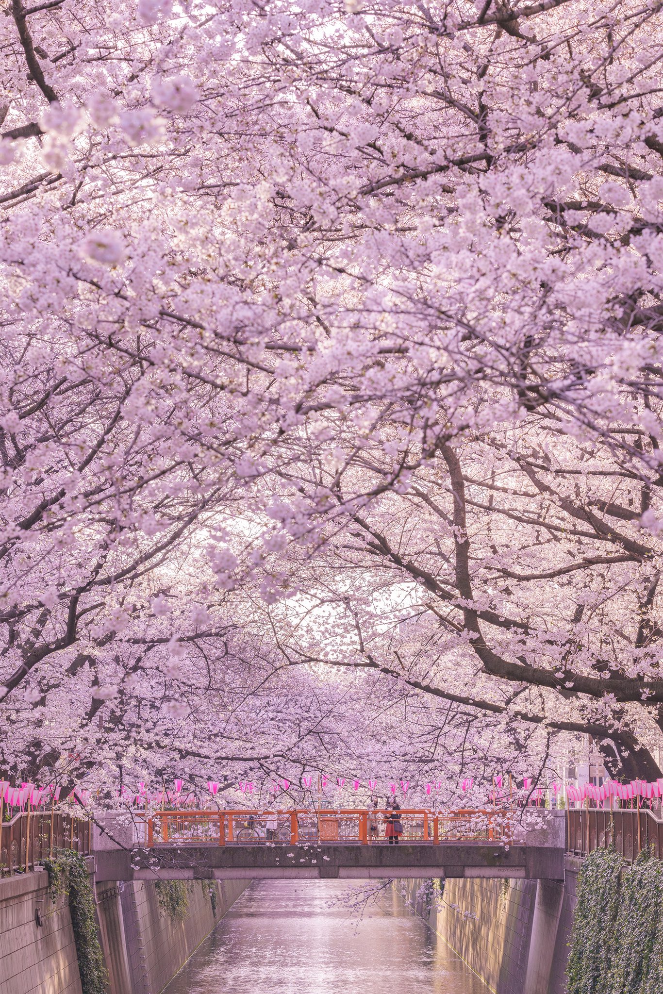 Onotch 目黒川桜並木 目黒川 中目黒 中目黒桜まつり 目黒川の桜 桜 さくら Tcc桜ツイート 東京カメラ部 Cherryblossom Cherryblossoms Cherryblossomfestival Tokyo Japan T Co 9ejwrycp6k Twitter