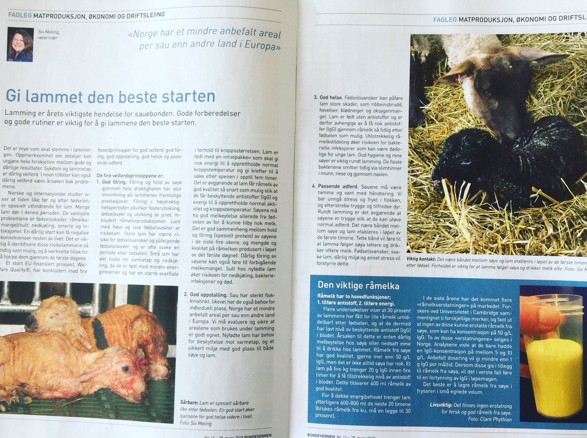 sivmeling's tweet photo. #lamming2018 #bondevennen #norgetrengerbonden #hvertlamteller #råmelkergull #råmelkbank https://t.co/ldaPCUrqNH