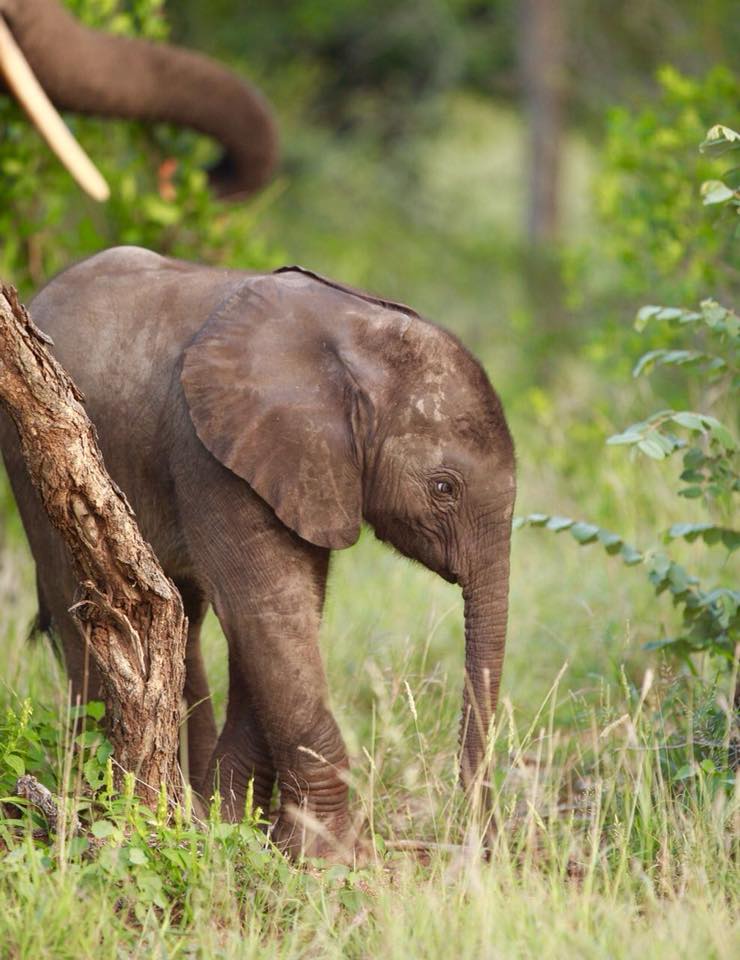 IKONJourneys's tweet photo. Our guide and guests were treated to this special sighting of mom and baby at Xanatseni Private Camp. It’s clear that they’re having an absolute ball!     

To plan your next safari, contact Iconic Journeys at: https://t.co/Z41nRIbixg      

#travel #africa #southafrica #bigfive https://t.co/ZiR3xS4jHe