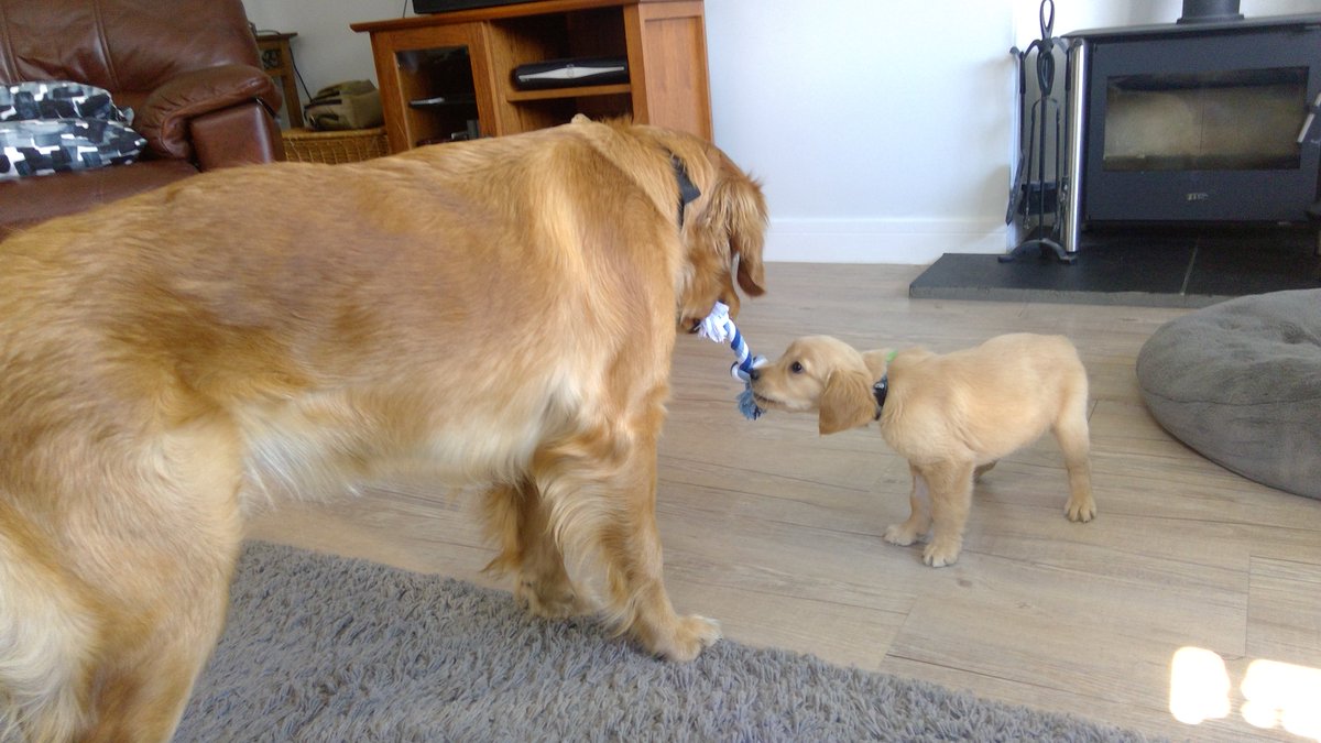 LaceyLaceyLoo's tweet image. Teaching Mackenzie #lesson1 how to share