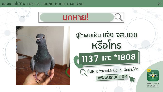 js100radio's tweet photo. นกพิราบหาย ชื่อ 'เวหา' ลักษณะขนสีเทา ส่วนบริเวณปีกจะมีรอยขีดสีดำ ผู้ใดพบเห็น จส.100 โทร *1808 หรือ 1137
https://t.co/ekZIkPFXsF
#JS100 https://t.co/v4K3s4UFuF