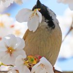 桜がぽとりと落ちている理由!スズメが美味しい蜜を上手に吸っているからだったw