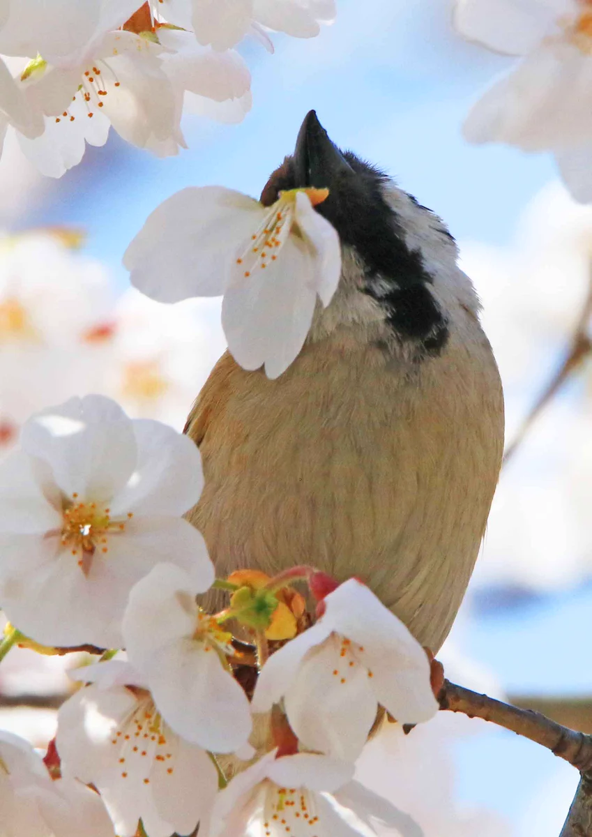 桜がぽとりと落ちている理由！スズメが美味しい蜜を上手に吸っているからだったw