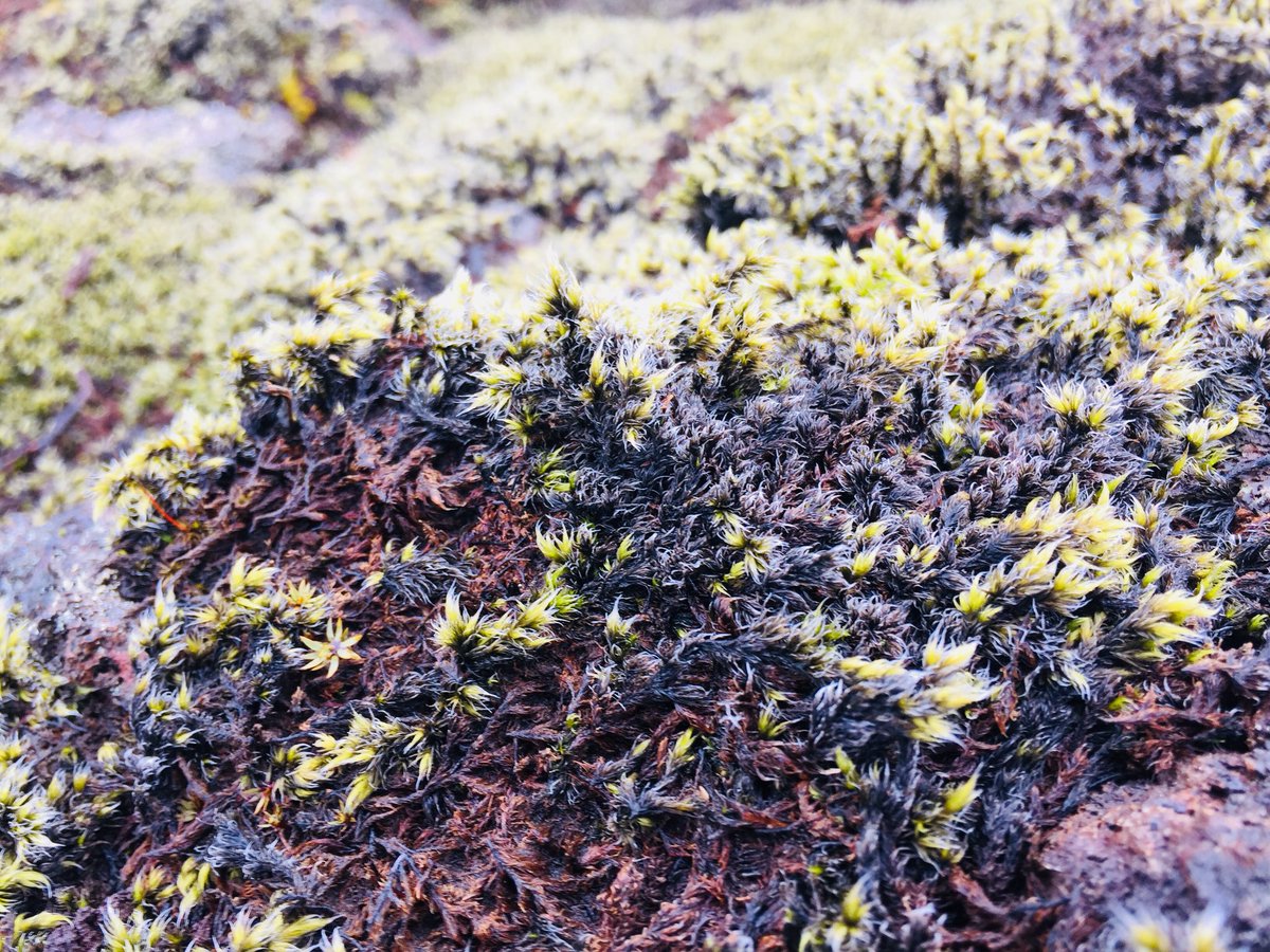 BSGeography's tweet photo. Yesterday's photo of the day goes to @jxmers_ for his close up shot of moss in the Kaki lava field #BSFieldtrip https://t.co/Olr1E4BeUj