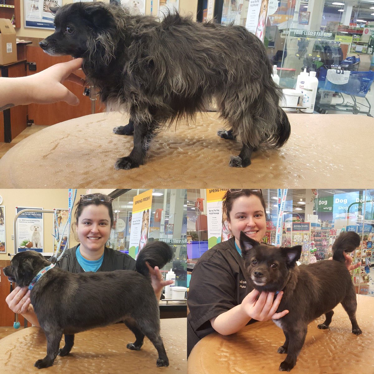 watchungpetsmartgrooming tweet media
