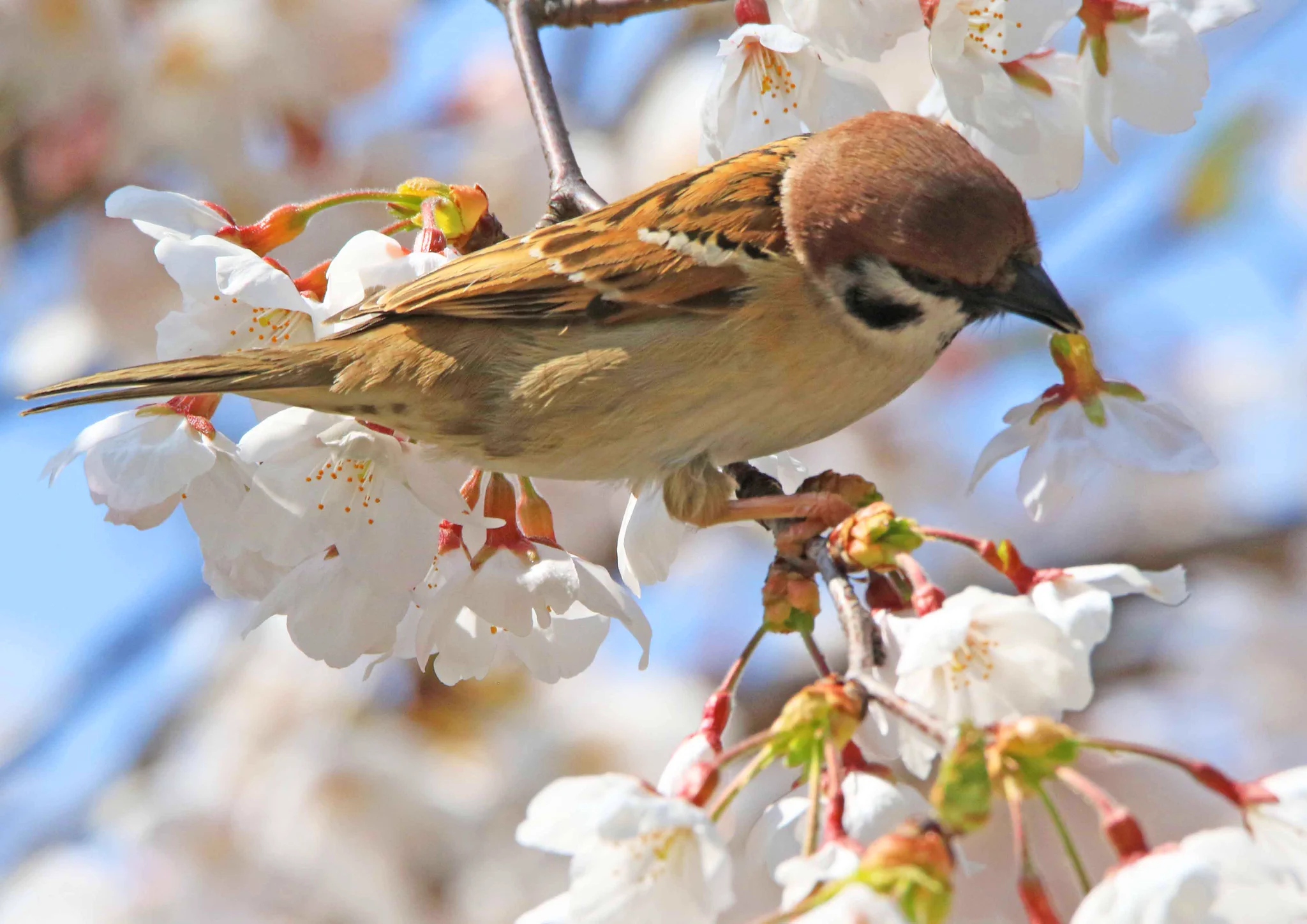 桜がぽとりと落ちている理由！スズメが美味しい蜜を上手に吸っているからだったw