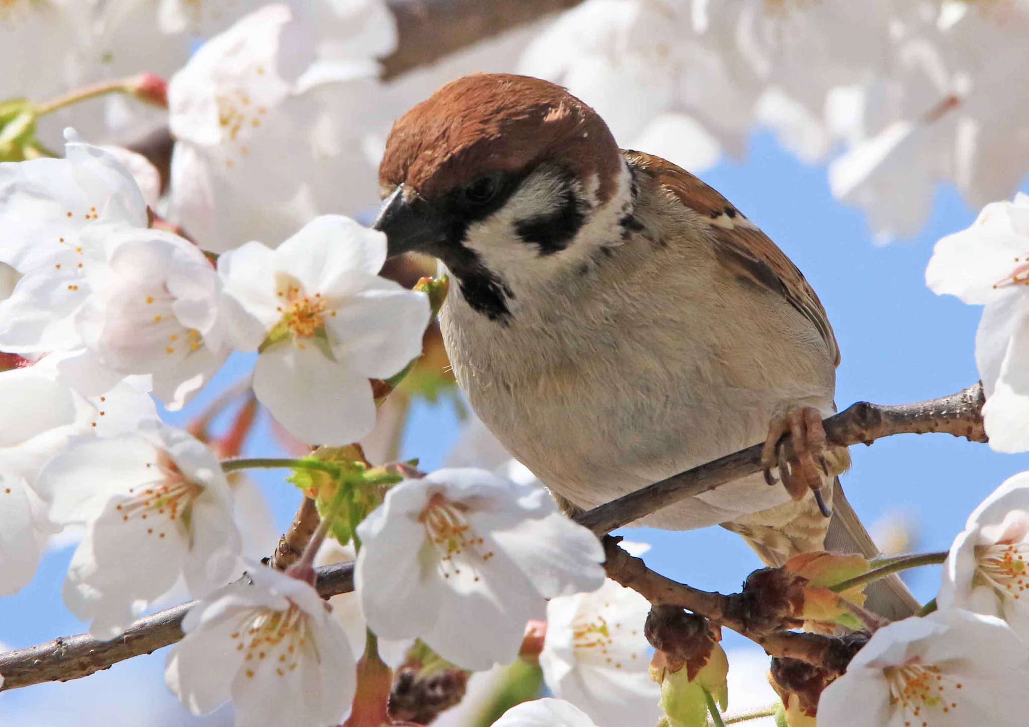 桜がぽとりと落ちている理由！スズメが美味しい蜜を上手に吸っているからだったw