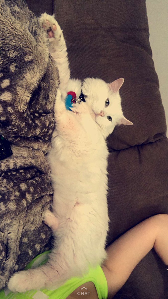 CharsPawSpa's tweet photo. Lenny the cat boss. loving his new forever job. #AdoptDontShop  #lazy #foreverhome https://t.co/oqCSmId3ll