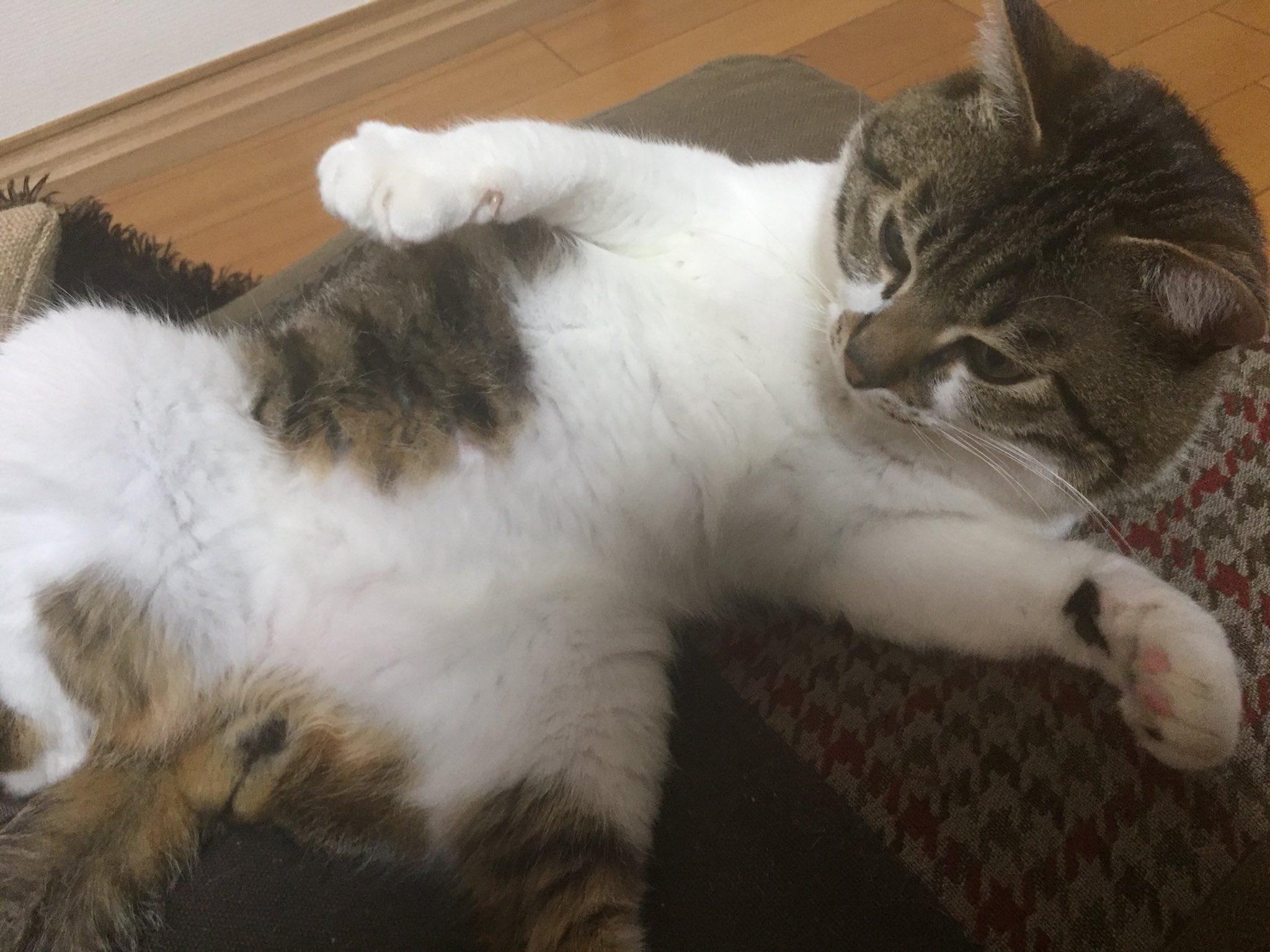 ぺる 猫垢 あーー今日ももうねむねむにゃ あっ おい やめるにゃ ぼくのタマタマ勝手にさわるんじゃないにゃ きいちゃんとぺる にゃんたま ねこ好きさんと繋がりたい T Co Ta1kax1bfh Twitter