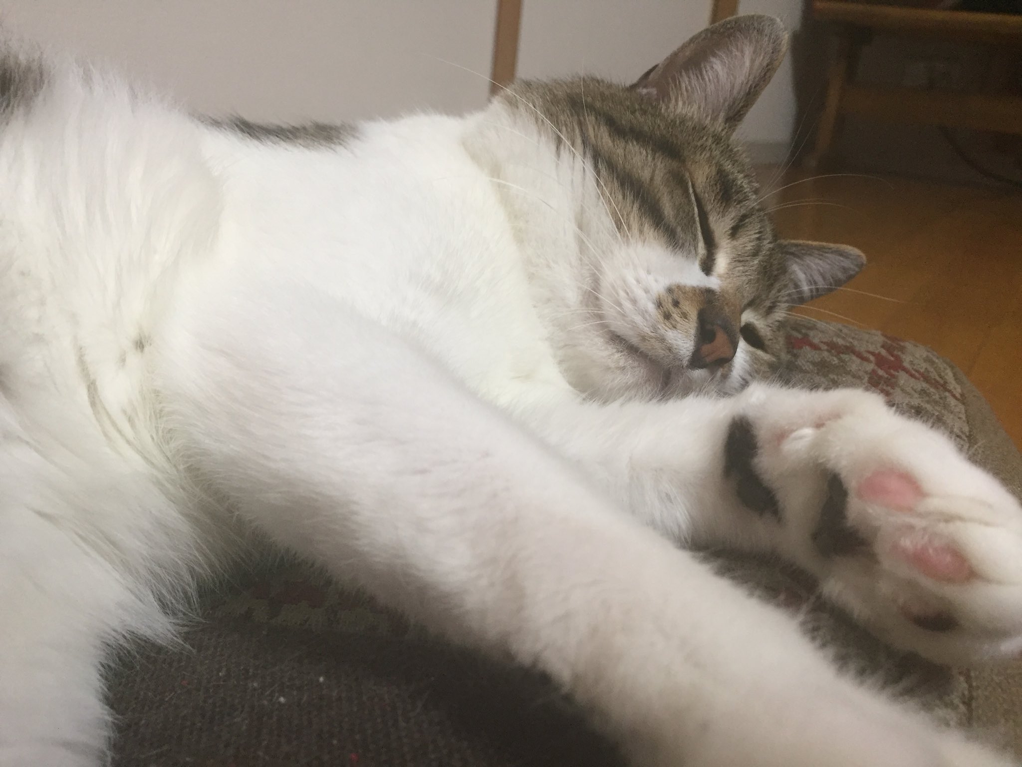 ぺる 猫垢 あーー今日ももうねむねむにゃ あっ おい やめるにゃ ぼくのタマタマ勝手にさわるんじゃないにゃ きいちゃんとぺる にゃんたま ねこ好きさんと繋がりたい T Co Ta1kax1bfh Twitter