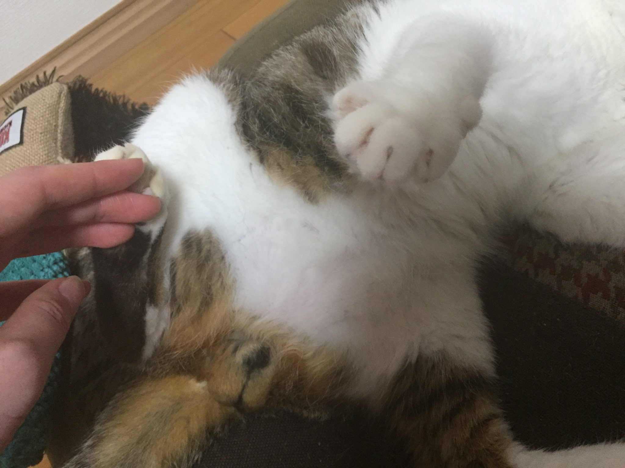 ぺる 猫垢 あーー今日ももうねむねむにゃ あっ おい やめるにゃ ぼくのタマタマ勝手にさわるんじゃないにゃ きいちゃんとぺる にゃんたま ねこ好きさんと繋がりたい T Co Ta1kax1bfh Twitter