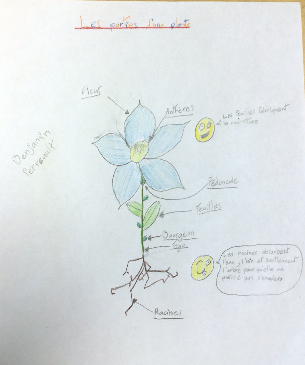 AST_Classe3e's tweet photo. #sketchnote #Sketch50 Voici notre Sketchnote du jour sur les parties de la plante, réalisé par des élèves de ma classe de 3e année. https://t.co/EGcrIDnL0z