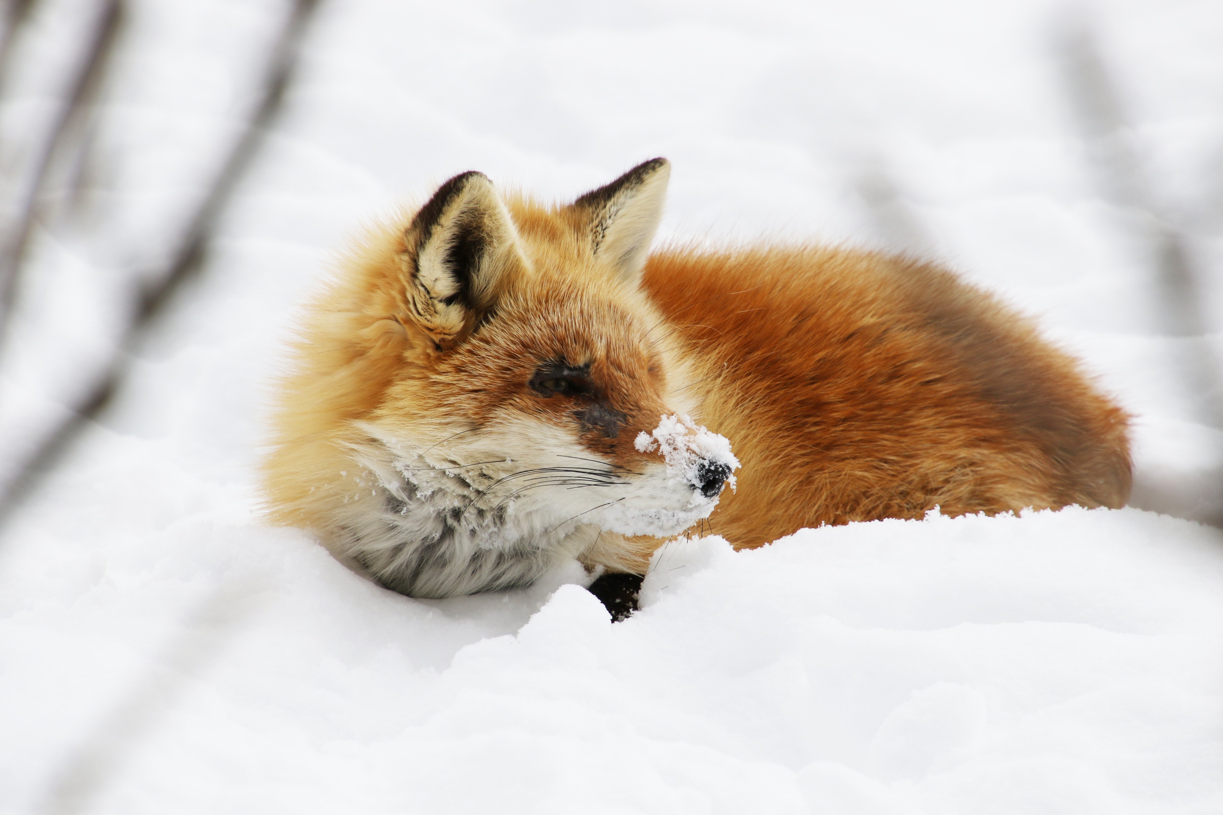 きつね専用アカウント K K Fox Net Twitter