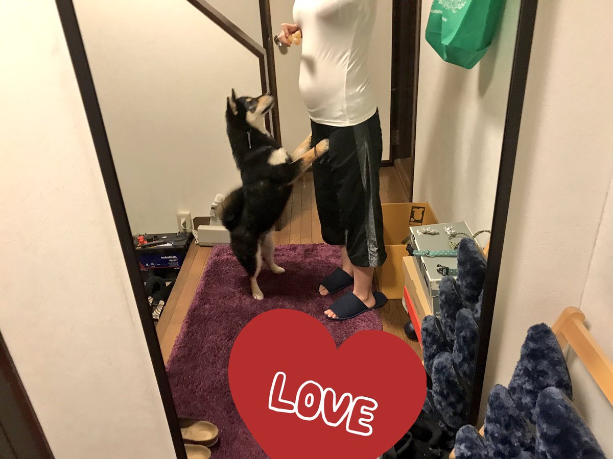 太郎mama A Twitter 妊娠5ヶ月突入しましたっ 5ヶ月のお腹ってこんなもん お腹にコンニチハしてるんじゃなくて持ってるおやつ見てるタロウさん タロウもお兄ちゃんになるね 柴犬 黒柴 妊娠中 妊娠5ヶ月 妊婦 犬好きな人と繋がりたい T Co
