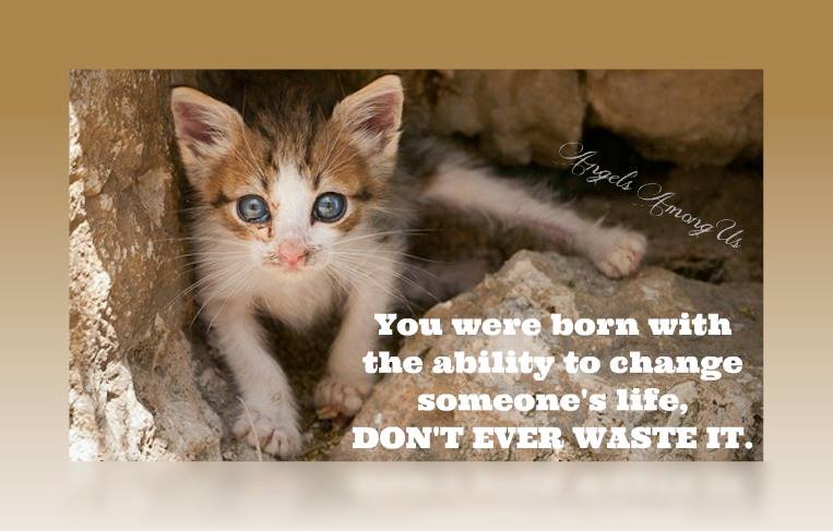 Reach out & help a feral or stray. Every Life Matters!    
You can make a difference

#helpaferal #saveastray #cat