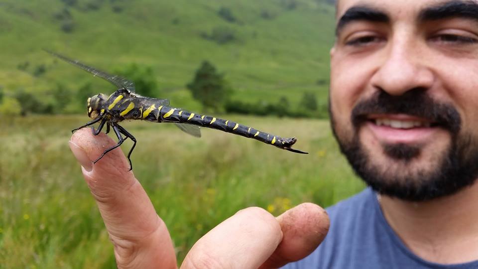 Flashback to finding this beautiful golden ringed dragonfly in Glencoe, Scotland for <a href="/insectweek/">Insect Week</a>