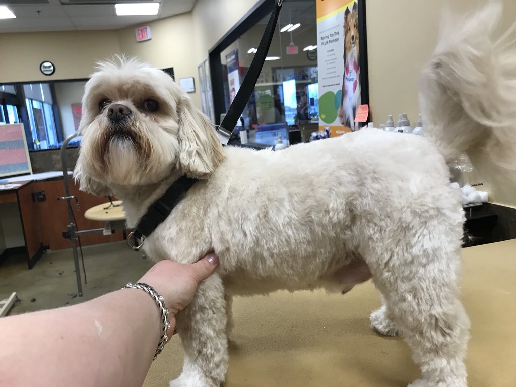 #northeastgrooming #cne #2481 #extrememakeover groomed by Erin
