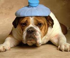 Je bekommert je om je patiënten met pijn en klachten. Je probeert ze in je behandeling daar zo snel mogelijk van af te helpen. Wat meestal lukt, maar soms ook niet.

Nu een vraag aan jullie. Wat is nu de meest voorname 'pijn' waar je mee zit als behandelaar of als praktijk? #dtv