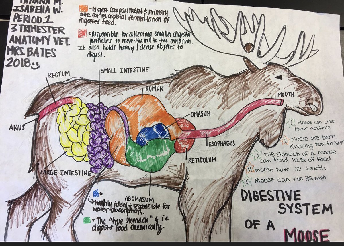 Moose Anatomy Diagram