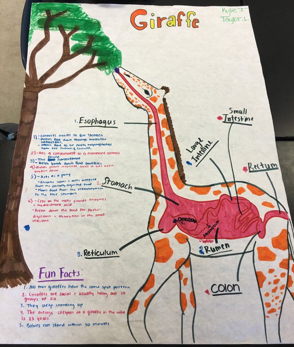 Жираф по сравнению с двухэтажным домом. Жираф сверху. Мускулатура жирафа. Кровеносная система жирафа. Анатомия жирафов.