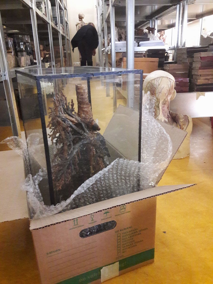 RigaAnatomy's tweet photo. Almost packed! Bronchial tree moving to restorer`s workshop. Can u guess to whom this beautiful tree belonged: 🐎/ 🐫 / 🦖 ? #bronchialtree https://t.co/BREZyXKH6S